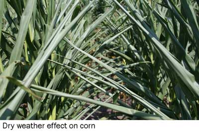 CROP STRESS IN HOT, DRY WEATHER